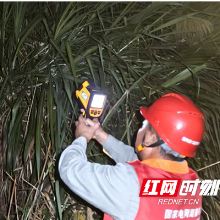国网株洲渌口区供电公司党员突击队零点战高温保供电