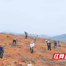 实干攻坚赋能 茶陵产业发展提质提速