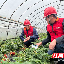 国网醴陵市供电公司：护航“莓”好春光