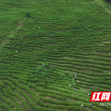 “智”造茶香:茶陵万亩茶园装上“数字大脑”