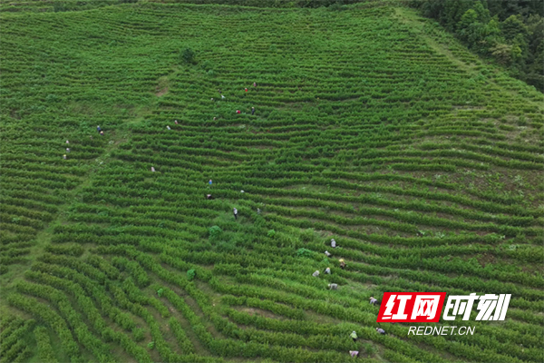 微信图片_2026-03-30_092940_267.jpg 微信图片_2026-03-30_092940_267.jpg