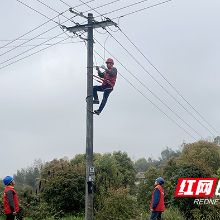 国网醴陵供电公司“三零”服务护航葡萄春耕“第一棒”