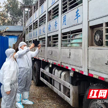 株洲海关助力企业活猪出口