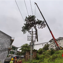 国网茶陵县供电公司：政企同心为电网“清障” 未雨绸缪保供电