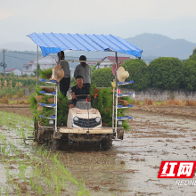 茶陵县17.46万亩早稻插秧全面铺开