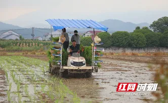 茶陵县17.46万亩早稻插秧全面铺开