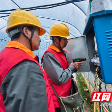 国网株洲渌口区供电公司：“白玉”丝瓜初芽，“爆棚”电力育春苗