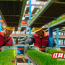 国网株洲渌口区供电公司:智能育秧,全域供电服务全程护航