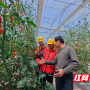 国网株洲渌口区供电公司：一域绿电，满垄青葱