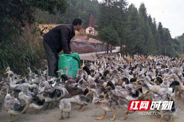 “鸭司令”王永升正在给鸭子喂食。.jpg