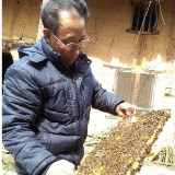 醴陵：七旬老人教养蜂 “酿造”甜蜜助扶贫