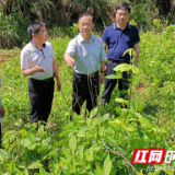 余明刚调研攸县皇图岭镇荫泉村产业扶贫项目