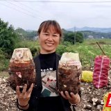 攸县宁家坪镇3000亩香芋喜获丰收