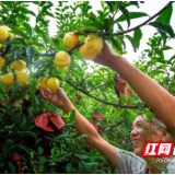 炎陵黄桃获评省优秀农产品