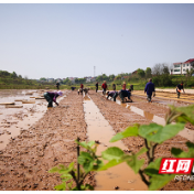 攸县：抓好春耕生产 助推乡村振兴