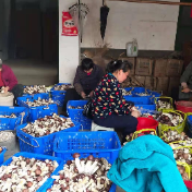 炎陵县水口镇：龙炎食用菌基地香菇喜获丰收助农增收