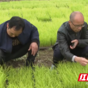 【文明实践在醴陵】农技服务到田间 志愿指导解民忧