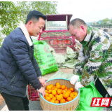 新春走基层丨沃柑满枝头 生活有奔头