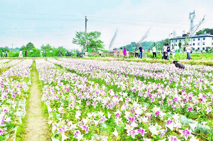 百合花种植基地（资料图）。.jpg