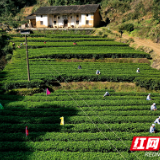 茶香满园关不住 醴陵开启春茶第一采