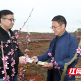 攸县： 农哥山上兴产业 “门前三小”送‘礼’来