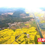 油菜花田春意浓 “云赏醴花”太好看！