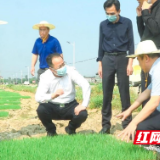 株洲：省市县三级政协委员下沉粮食生产一线 把监督报告写在田间地头