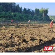 炎陵霞阳镇：顶烈日冒酷暑 全力以赴开展耕地恢复工作
