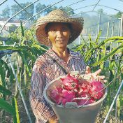 芦淞区红心火龙果 带来红火新生活