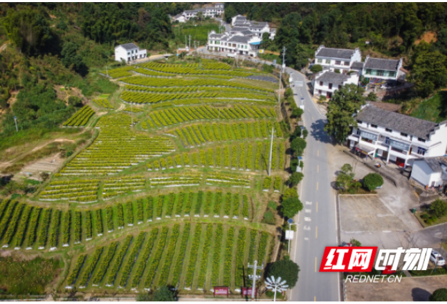 醴陵市枫林镇隆兴坳村入选中国美丽休闲乡村