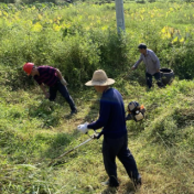 醴陵沩山镇荷莲塘开展微环境整治 共迎“瓷博会”