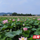 各美其美！彰显“美醴乡村”多元化