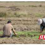 醴陵：闲置“抛荒地”长出油菜“致富经”