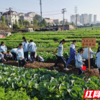 龙泉小学组织学生体验种大蒜