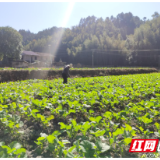 炎陵县：描绘好“丰”景 助农促增收