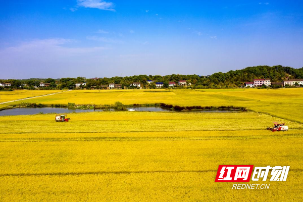 连续3年！醴陵市获评“全省粮食生产先进县市区” 