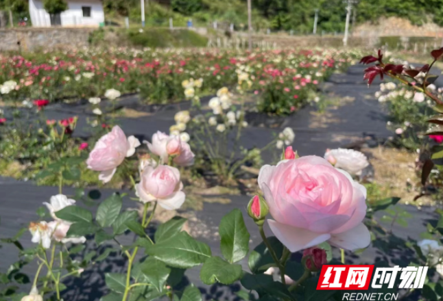 醴陵：壮大集体经济 厚植乡村沃土