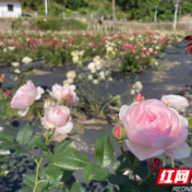 醴陵：壮大集体经济 厚植乡村沃土