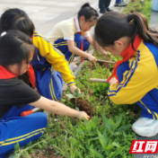 新马小学开展劳动种植活动