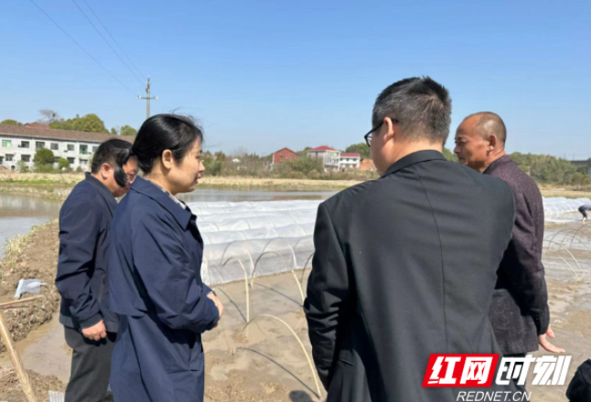 醴陵王仙镇：种粮加奖补 农民热情高