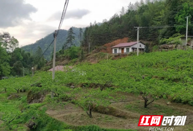 炎陵县下村乡：发展庭院经济 助推乡村振兴