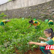 芦淞区白关中心小学获批市级劳动教育实验学校