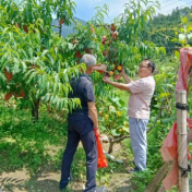 炎陵县霞阳镇：黄桃枝头俏 果农采收忙