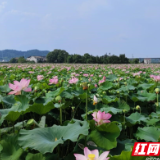 醴陵：以“莲”为魂 绘幸福画卷