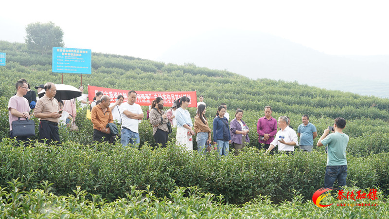 “田间课堂”进茶陵 提升茶叶种植管理技术