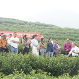 “田间课堂”进茶陵 提升茶叶种植管理技术