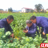 醴陵：病虫害防治正当时 确保油菜稳产丰收