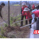 共青团茶陵县委开展植树节活动