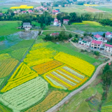 组图丨醴陵：油菜花田春意浓