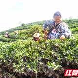 醴陵：有机肥“堆”出绿色茶叶